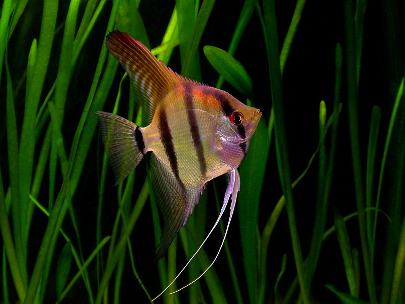Fish Freshwater Angelfish