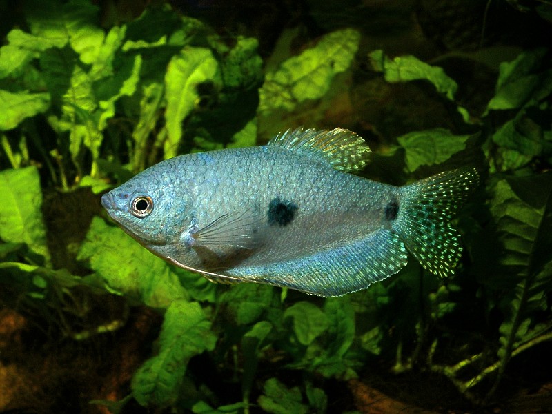 Fish Blue Gourami Female, Trichopodus trichopterus, Synonym: Trichogaster trichopterus