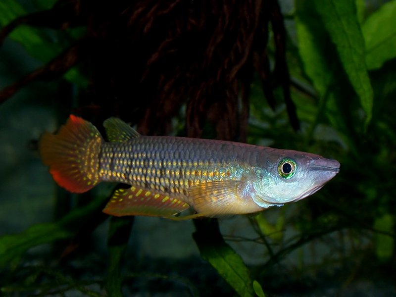 Fish, killi, Aplocheilus lineatus, striped panchax, red, male