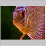 Discus Red Turq Arken