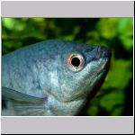 blue_gourami_face