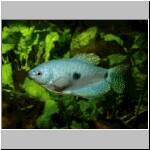 blue_gourami