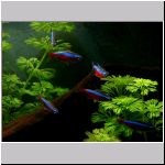 cardinal_tetras