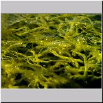 Algae