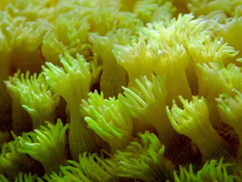 Yellow Coral