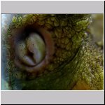 sea hare mouth