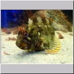 blenny