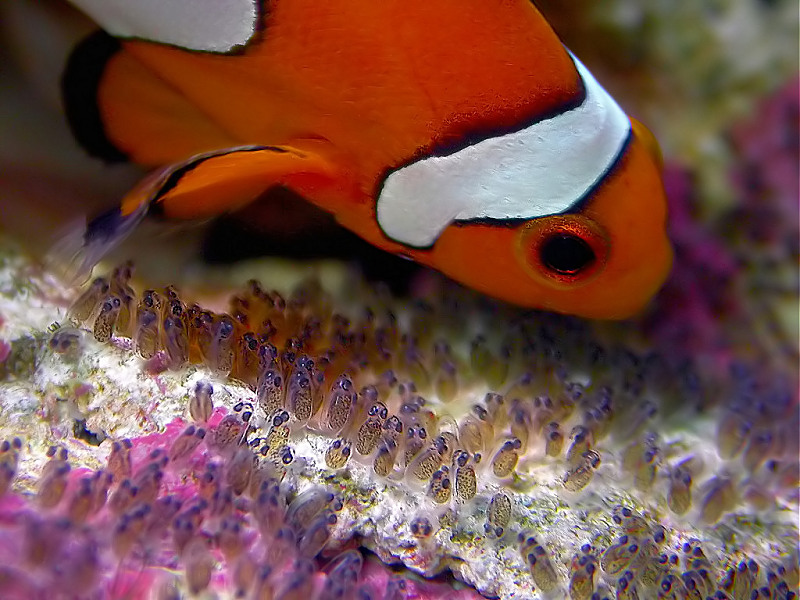 Clown Dad, Ocellaris Clownfish, Amphiprion ocellaris, Male guarding eggs